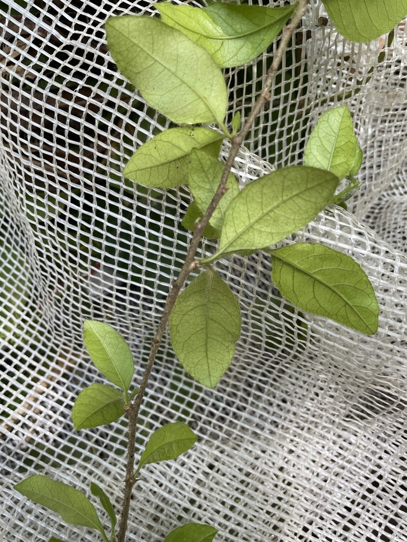 Acidocroton gentryi photo 3