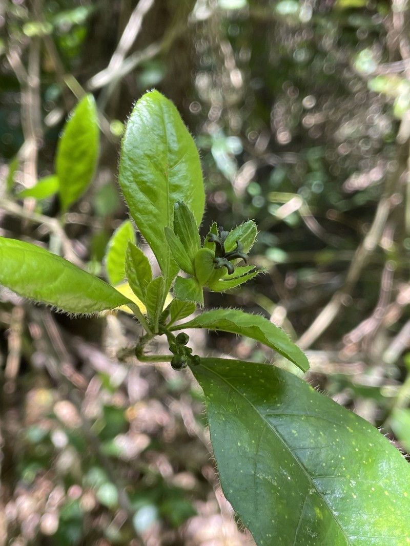 Acidocroton gentryi photo 4