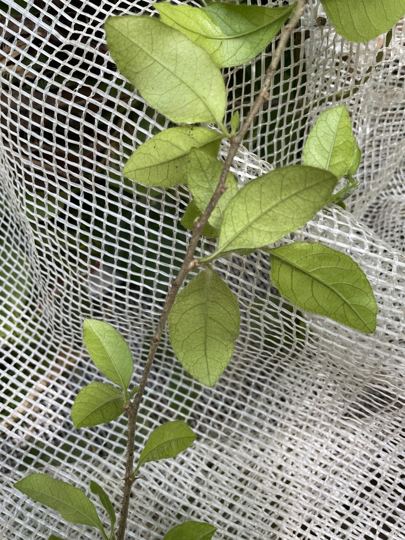 Acidocroton gentryi photo 5