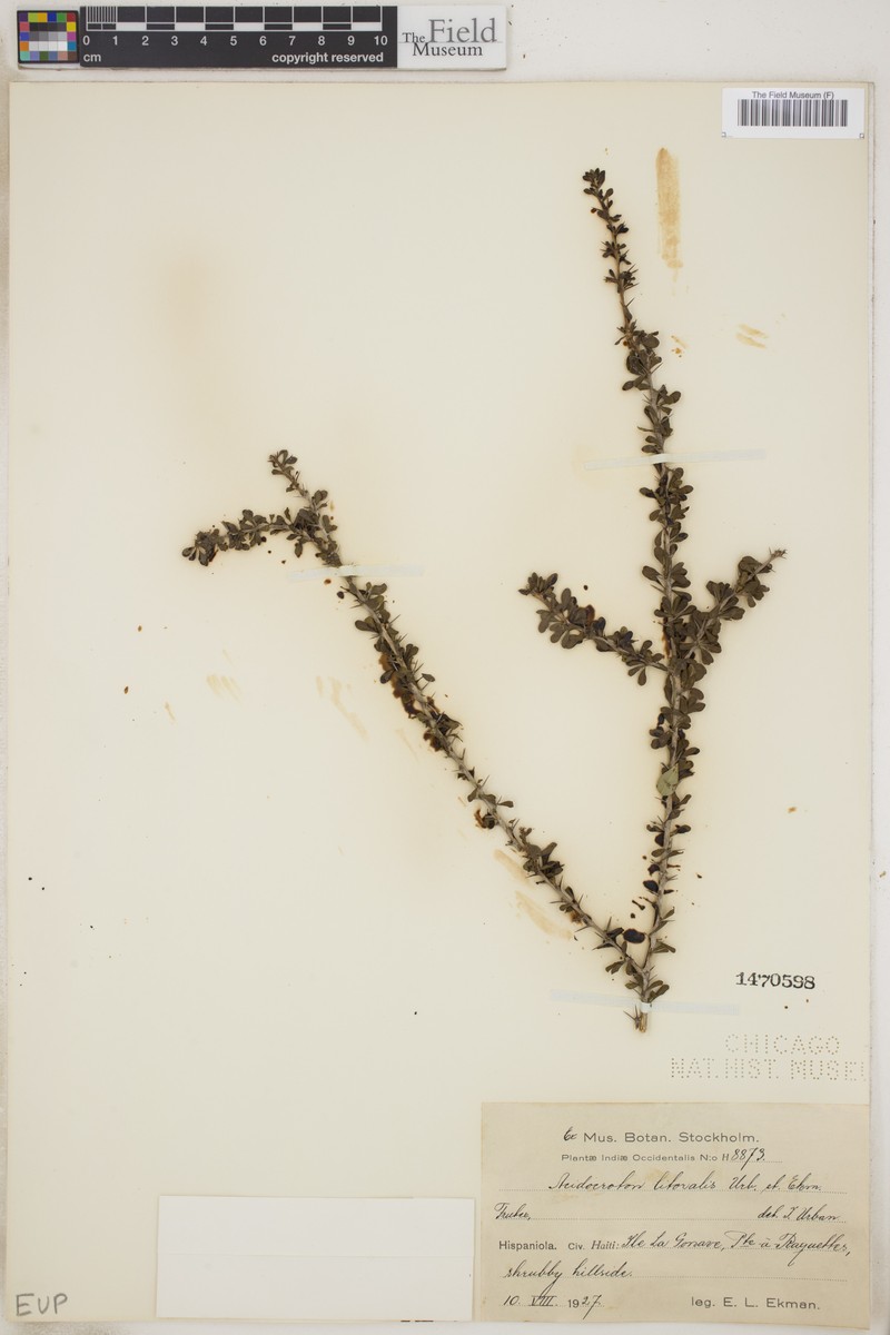 Acidocroton litoralis
