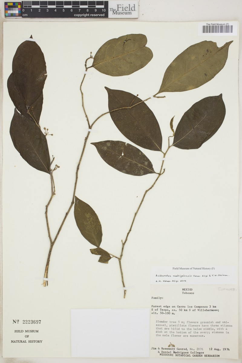 Acidocroton madrigalensis