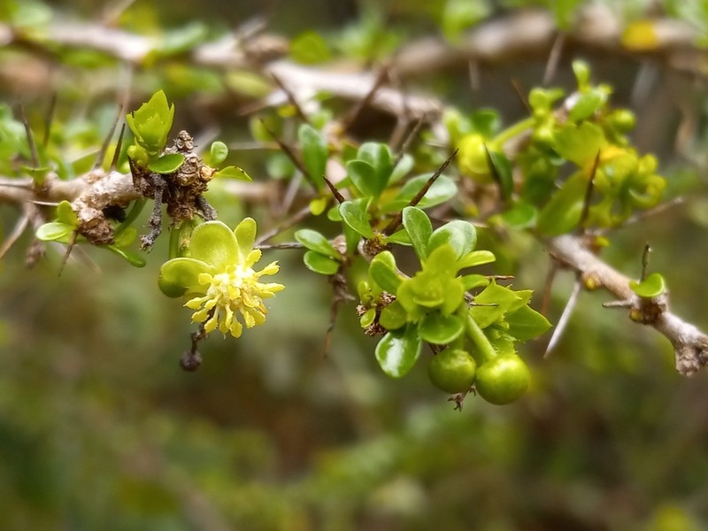 Acidocroton montanus