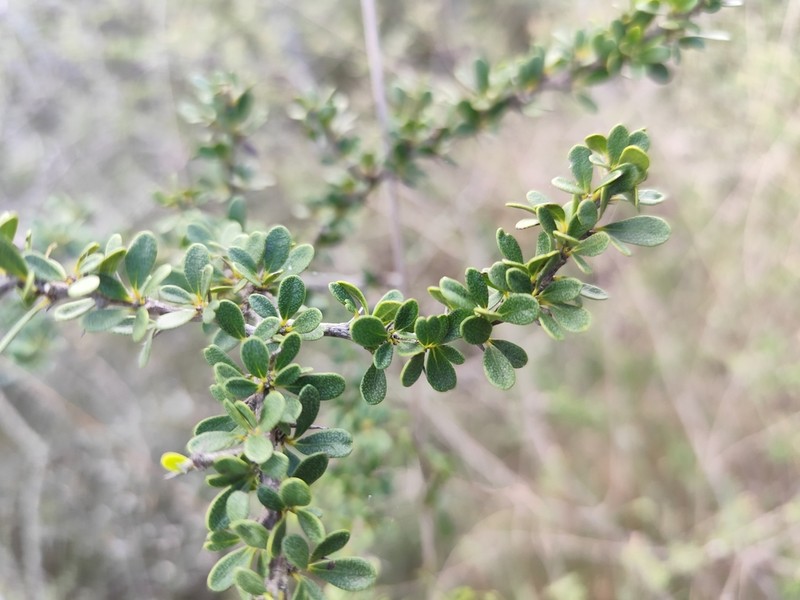 Acidocroton montanus photo 2