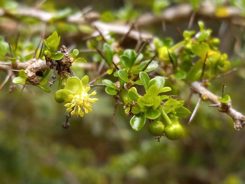 Acidocroton montanus photo 3