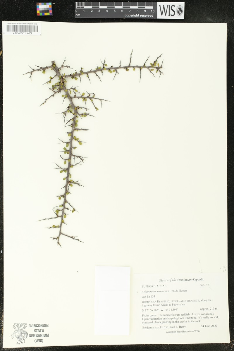 Acidocroton montanus photo 5