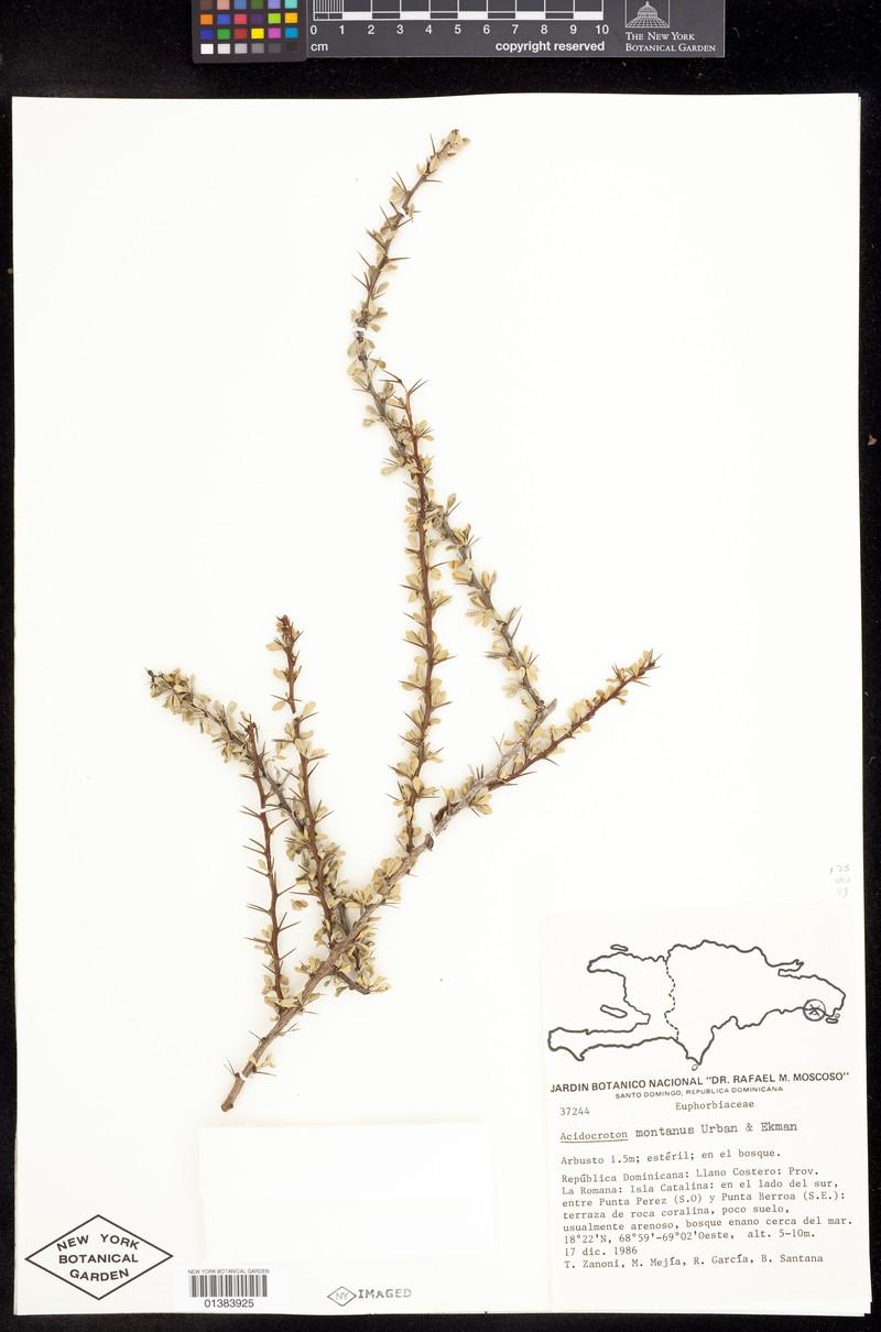 Acidocroton montanus photo 6