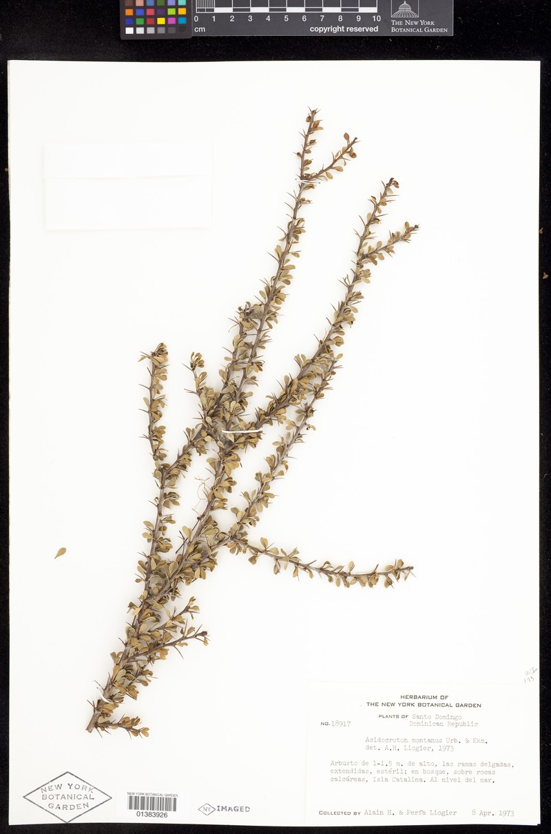 Acidocroton montanus photo 7