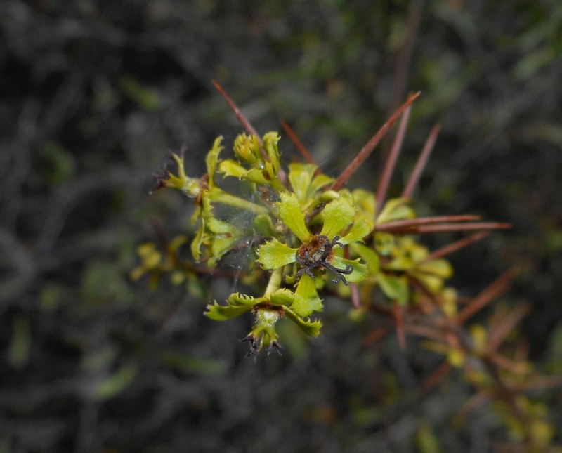 Acidocroton oligostemon photo 2