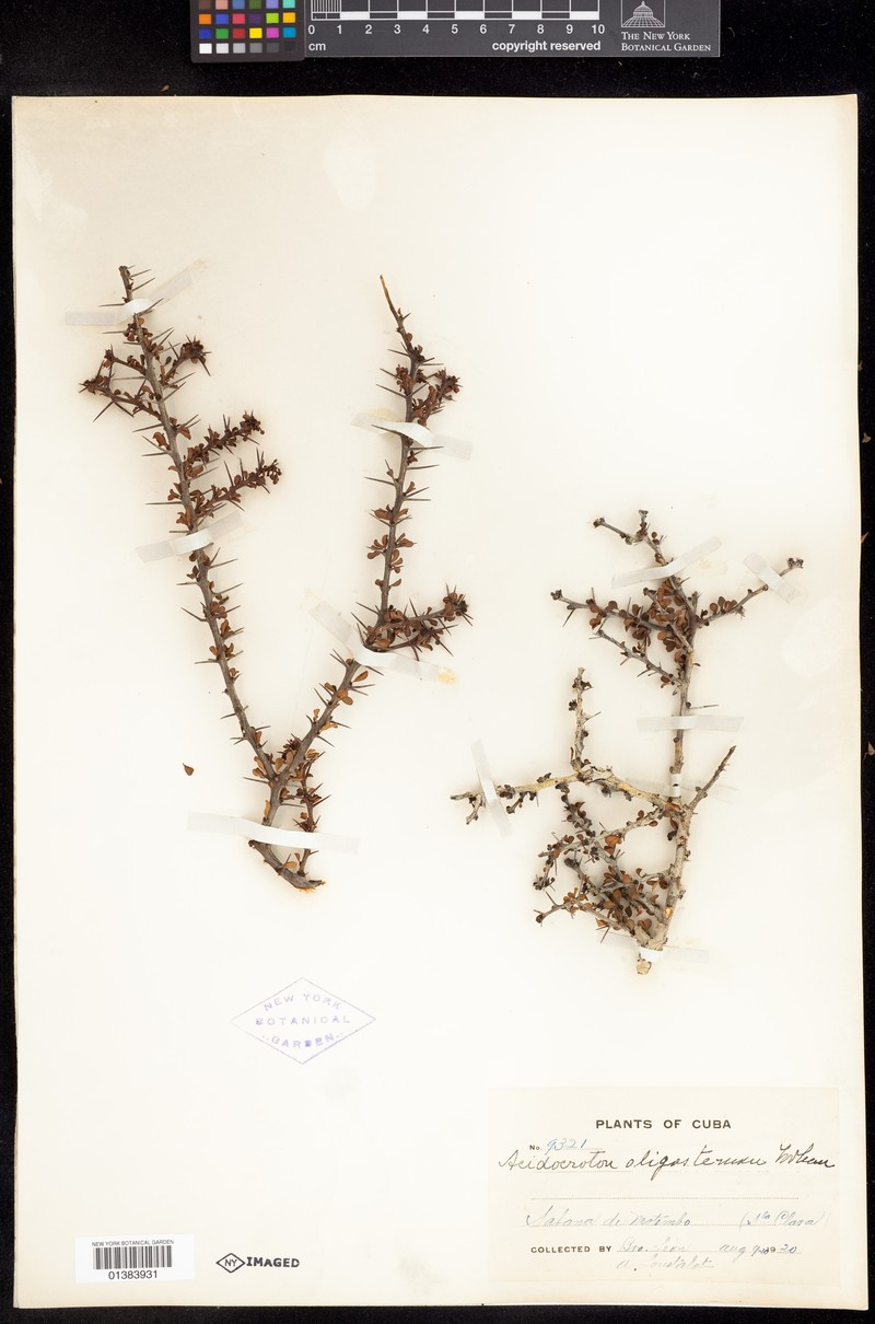 Acidocroton oligostemon photo 3