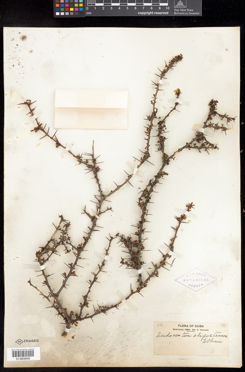 Acidocroton oligostemon photo 5