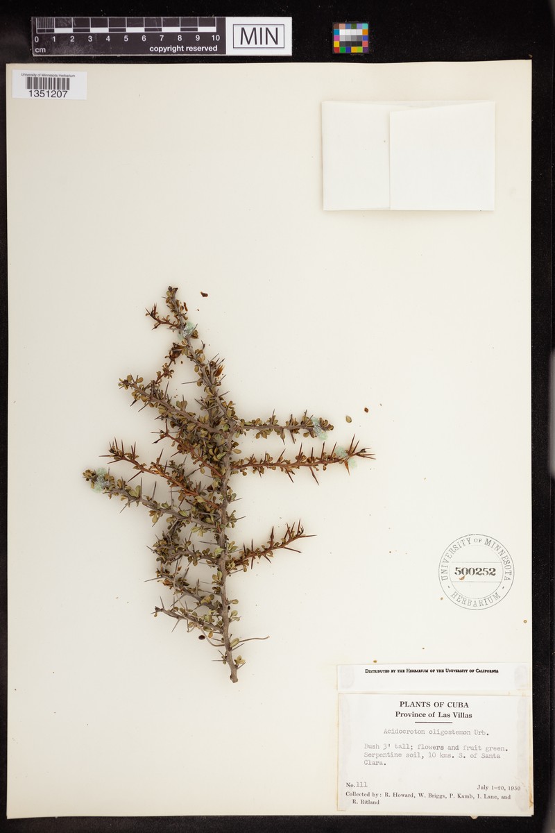 Acidocroton oligostemon photo 6