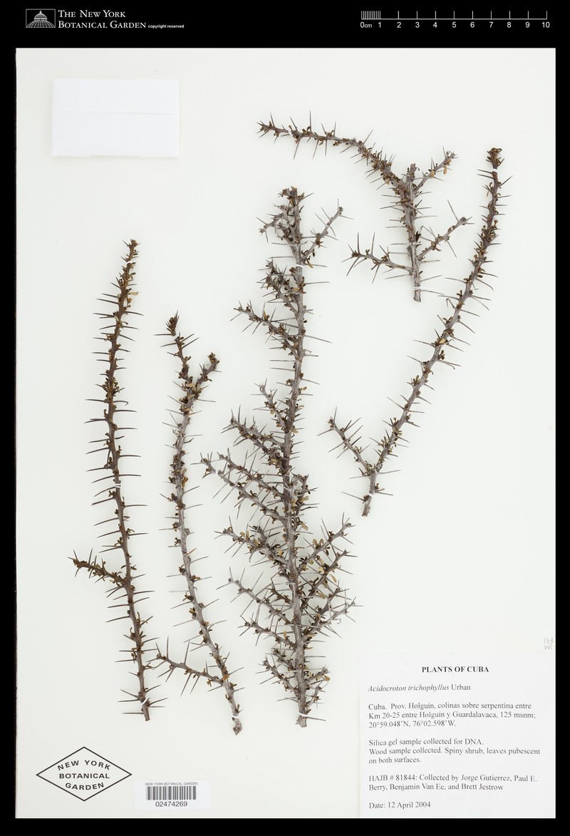 Acidocroton trichophyllus