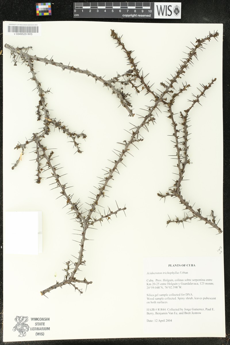 Acidocroton trichophyllus photo 2