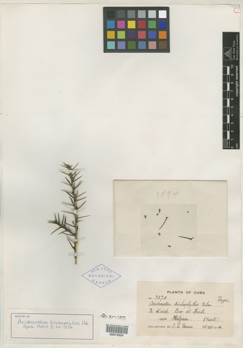 Acidocroton trichophyllus photo 3