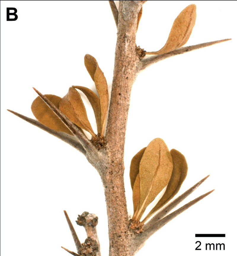 Acidocroton verrucosus