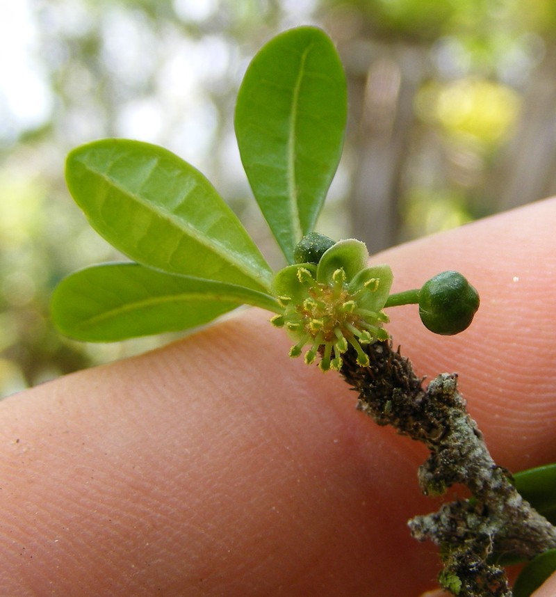 Acidocroton verrucosus photo 2