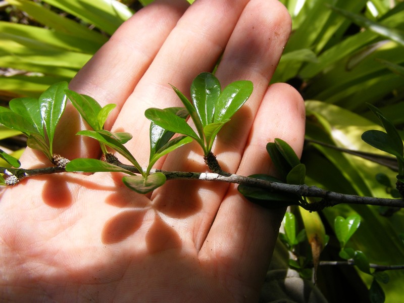 Acidocroton verrucosus photo 3
