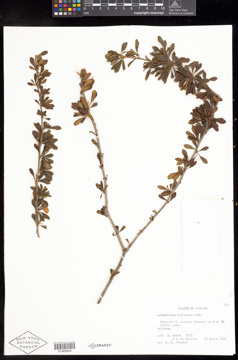 Acidocroton verrucosus photo 4