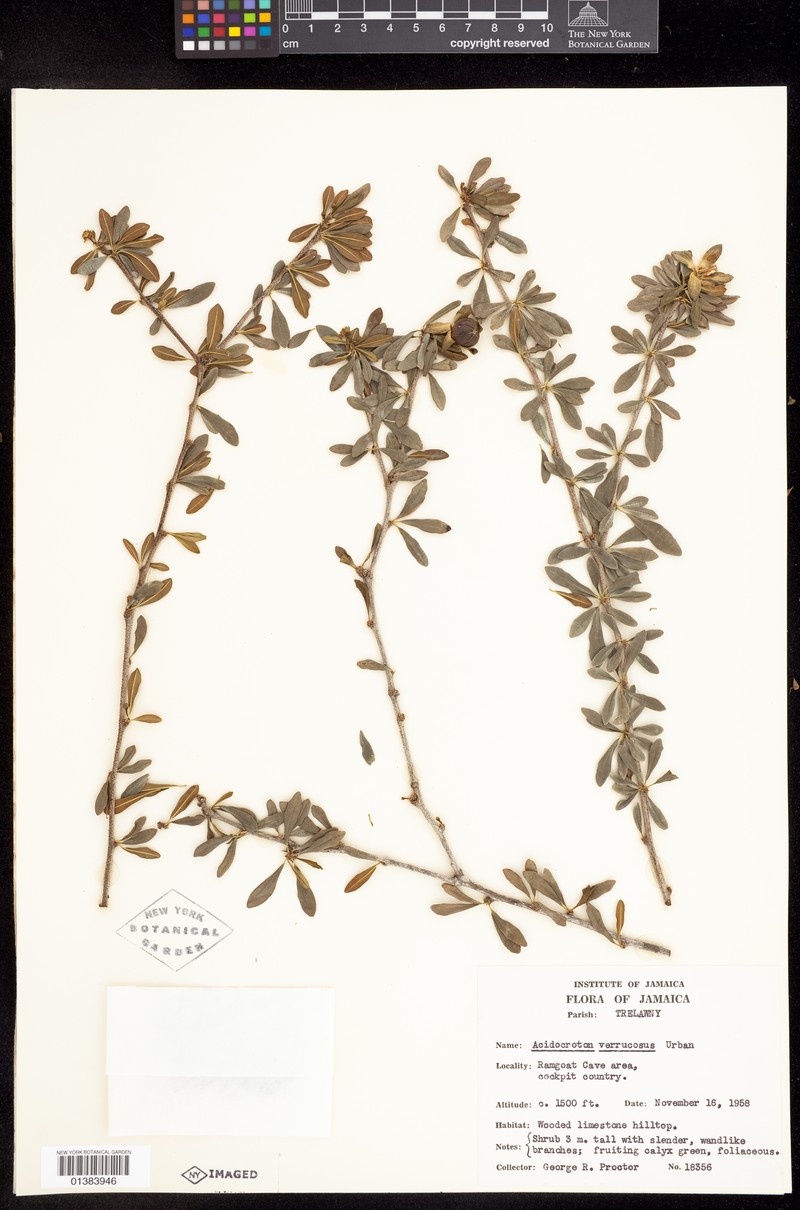 Acidocroton verrucosus photo 5