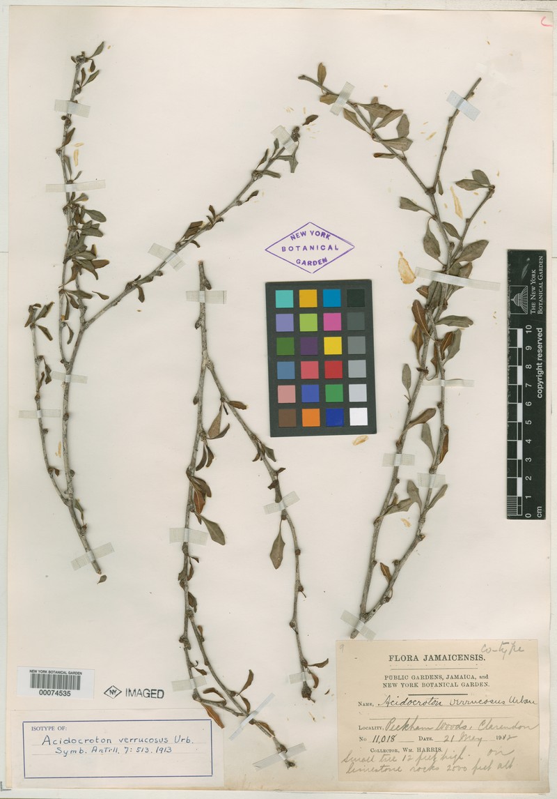 Acidocroton verrucosus photo 6