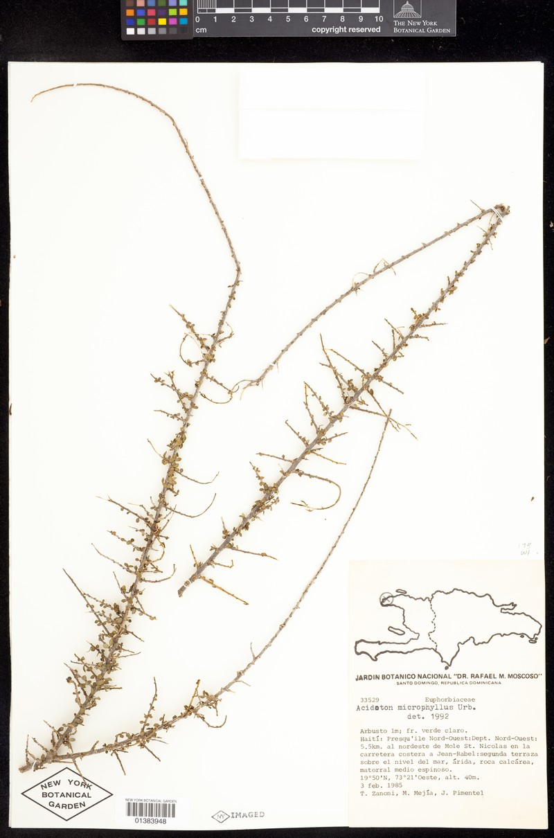 Acidoton microphyllus