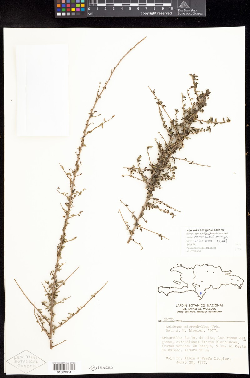 Acidoton microphyllus photo 2