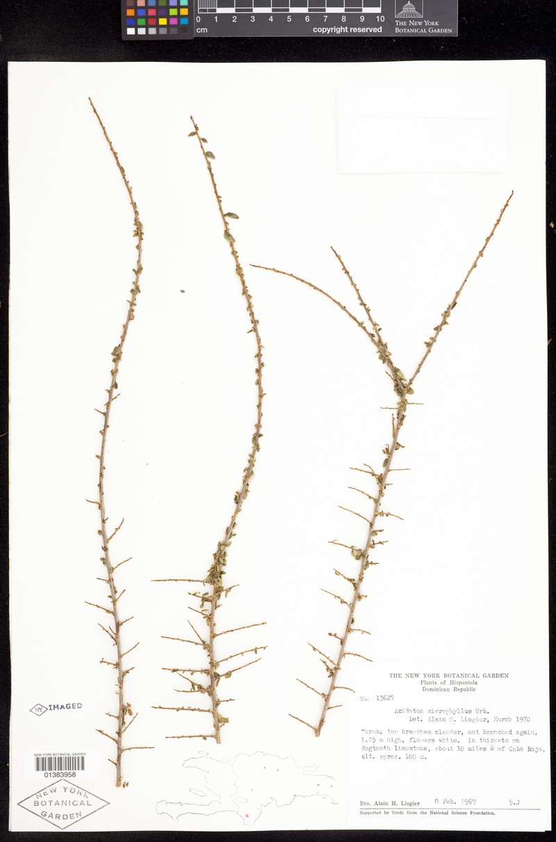 Acidoton microphyllus photo 3