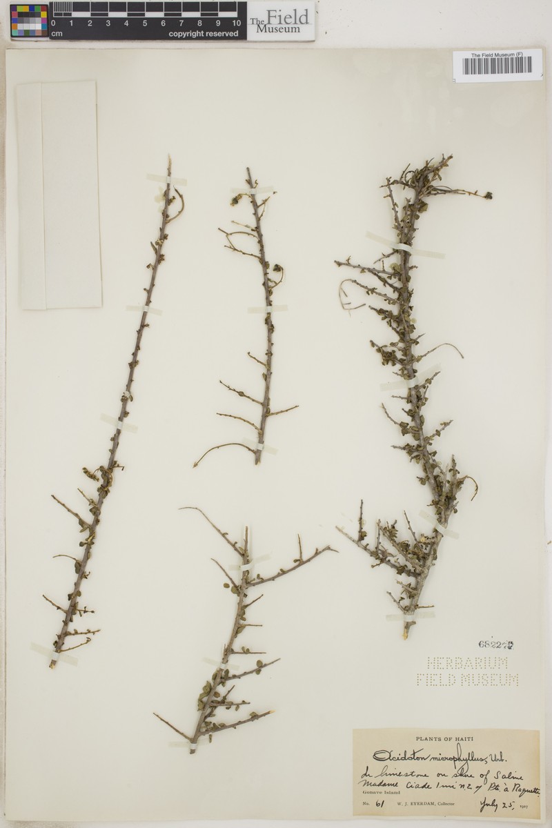 Acidoton microphyllus photo 4