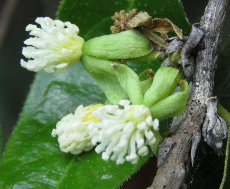 Acidoton urens photo 4