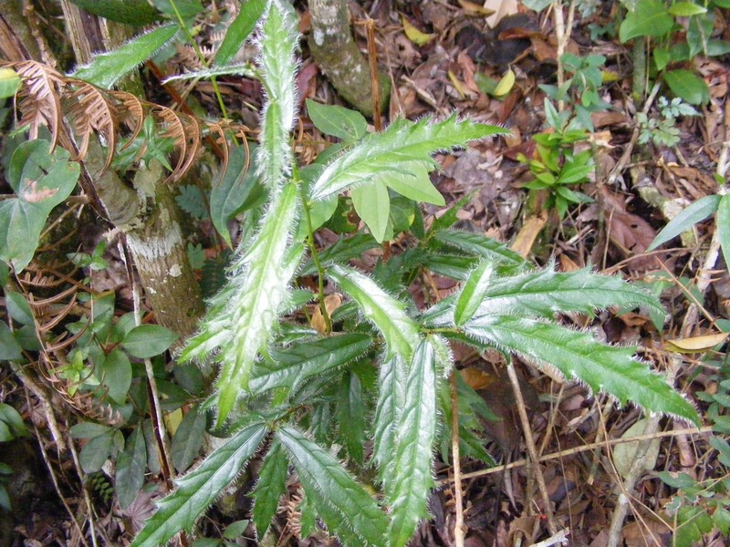 Acidoton urens photo 6