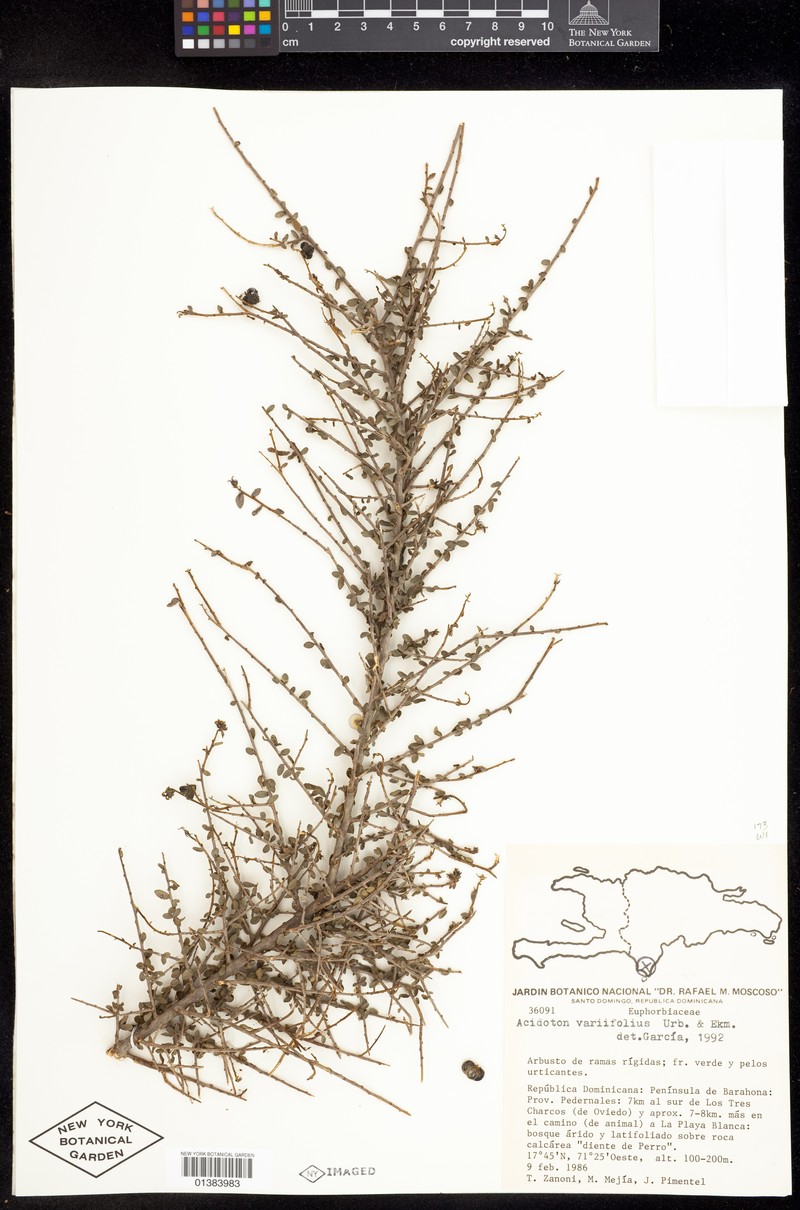 Acidoton variifolius