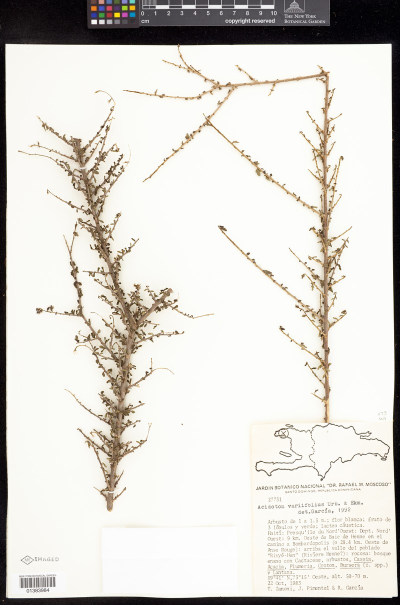 Acidoton variifolius photo 2