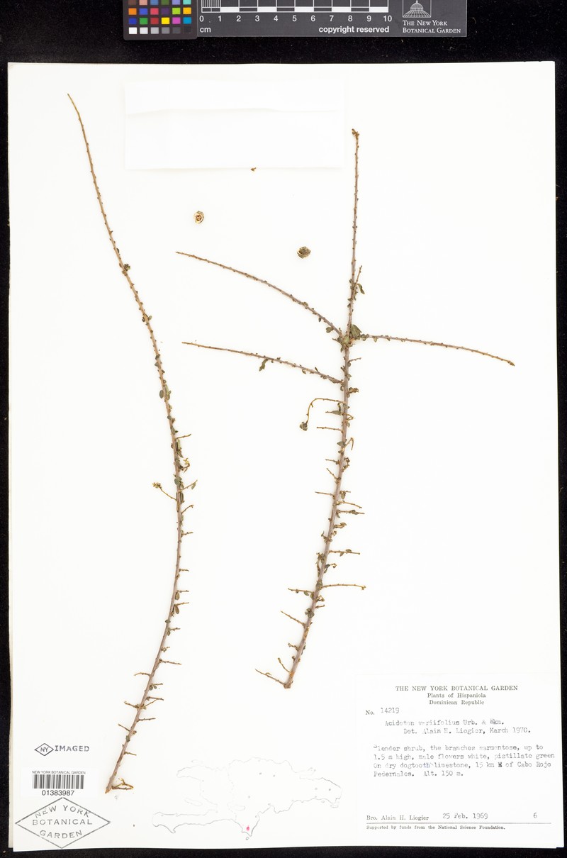 Acidoton variifolius photo 3