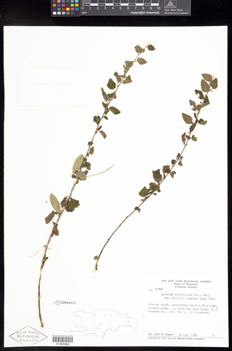 Acidoton variifolius photo 4