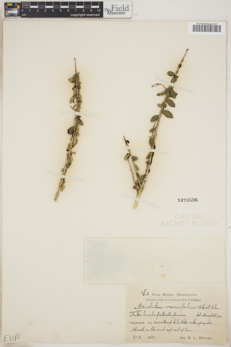 Acidoton variifolius photo 5