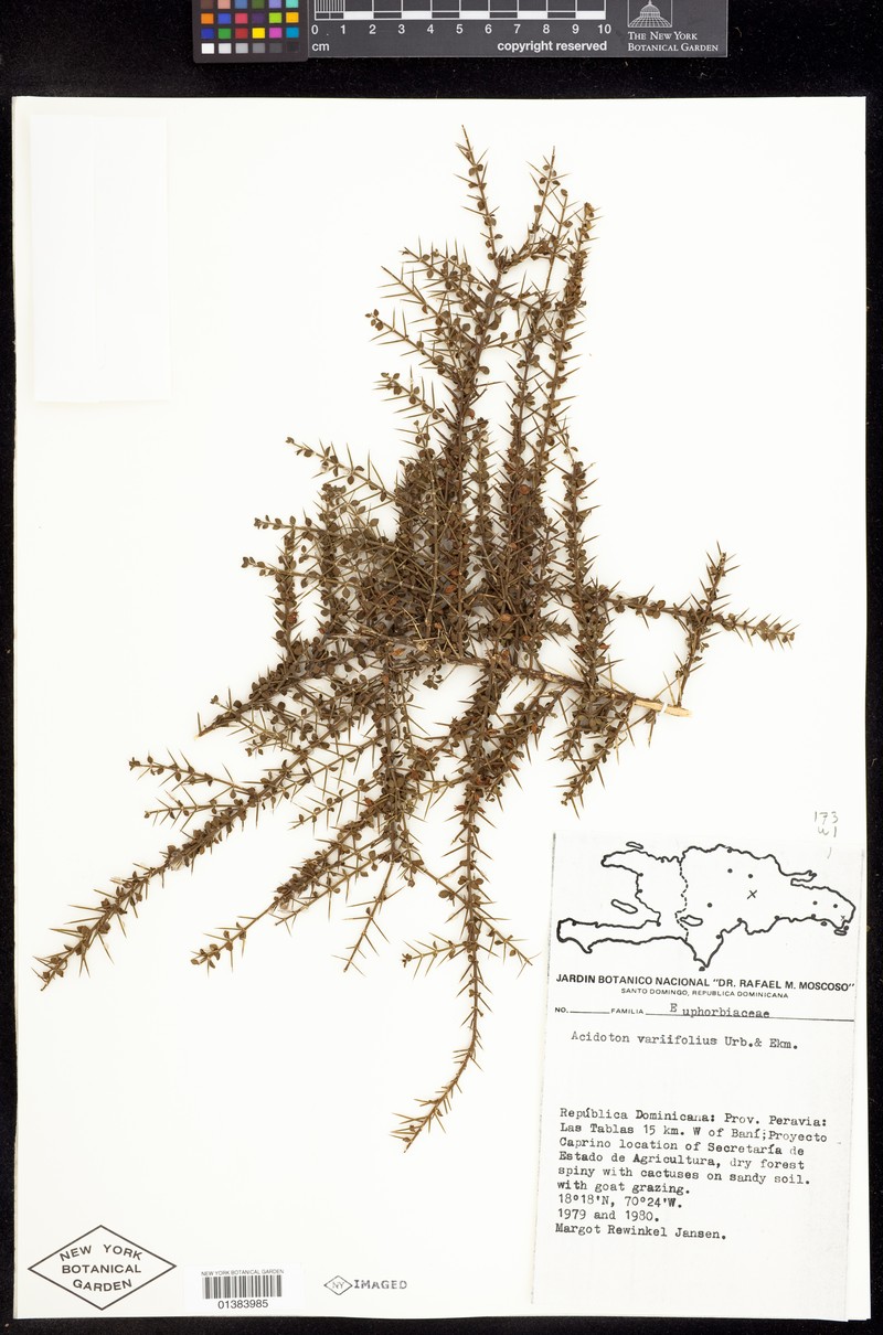 Acidoton variifolius photo 6