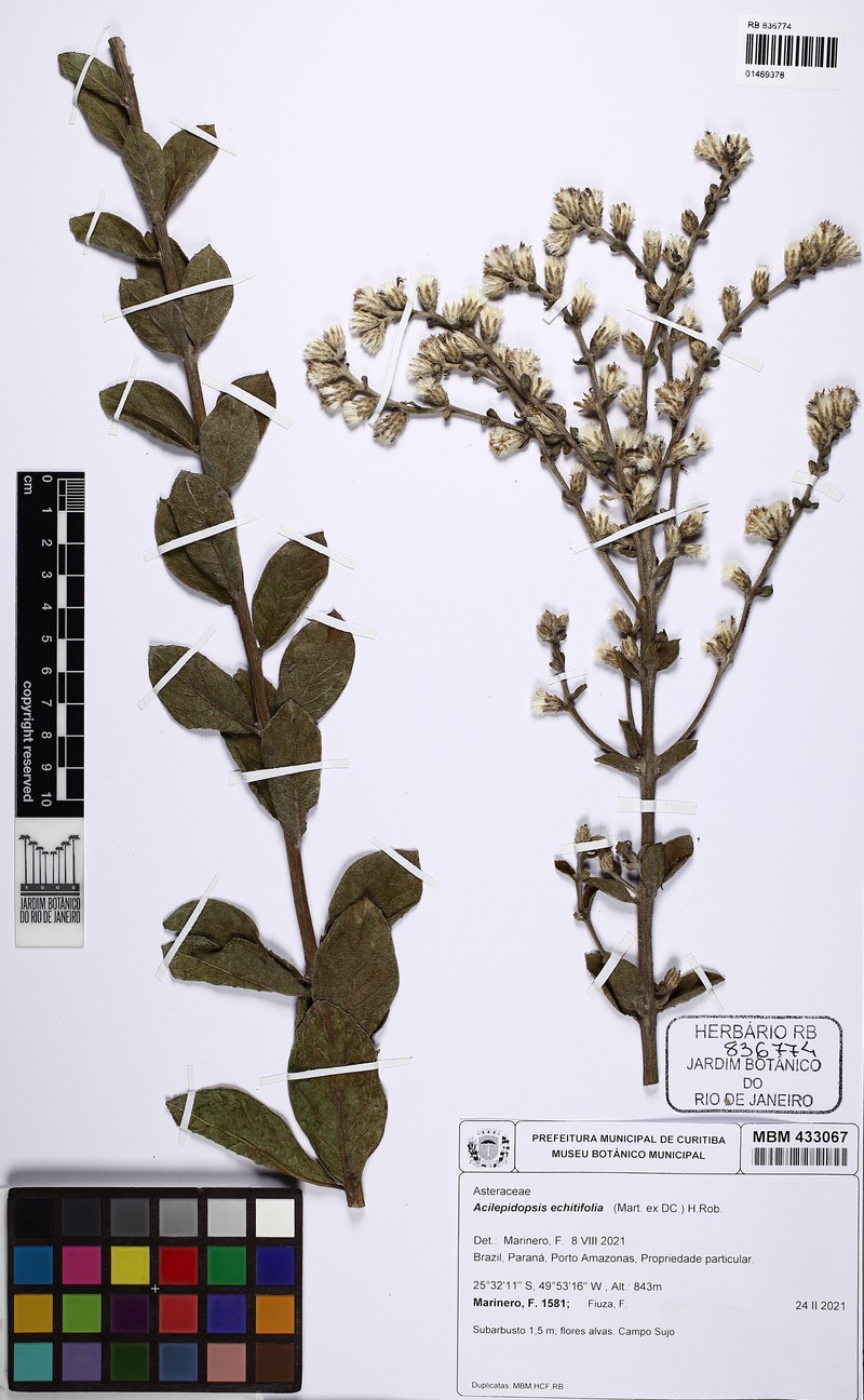 Acilepidopsis echitifolia