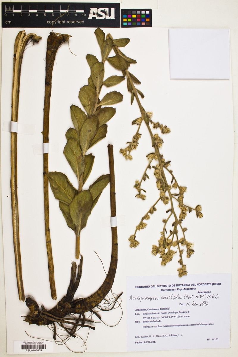 Acilepidopsis echitifolia photo 2