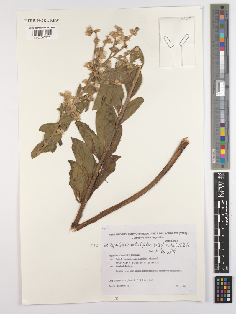 Acilepidopsis echitifolia photo 3