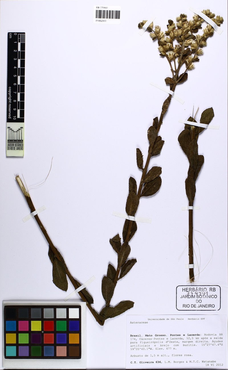 Acilepidopsis echitifolia photo 4