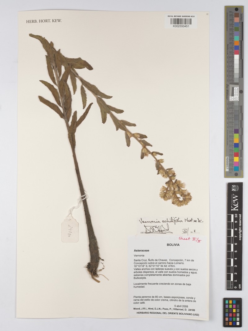 Acilepidopsis echitifolia photo 5