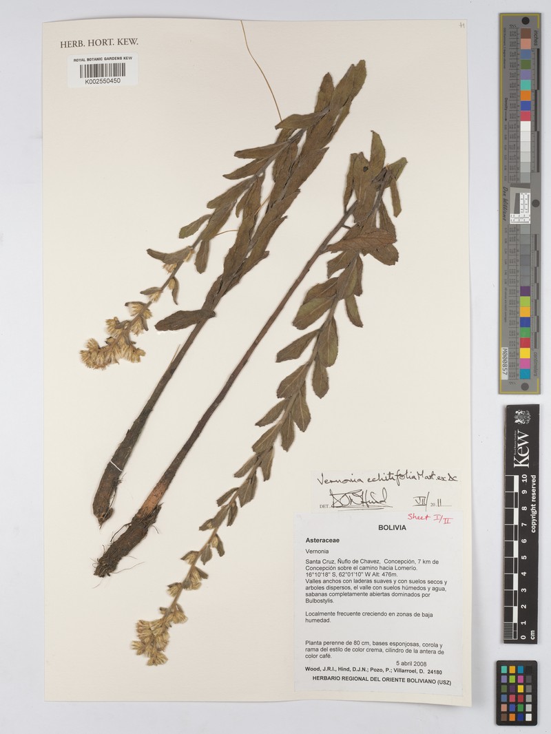 Acilepidopsis echitifolia photo 6