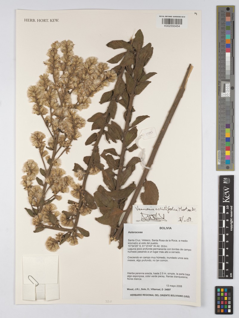 Acilepidopsis echitifolia photo 7