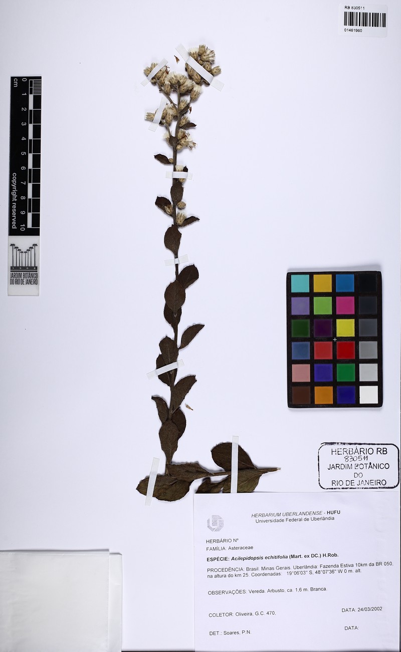 Acilepidopsis echitifolia photo 8