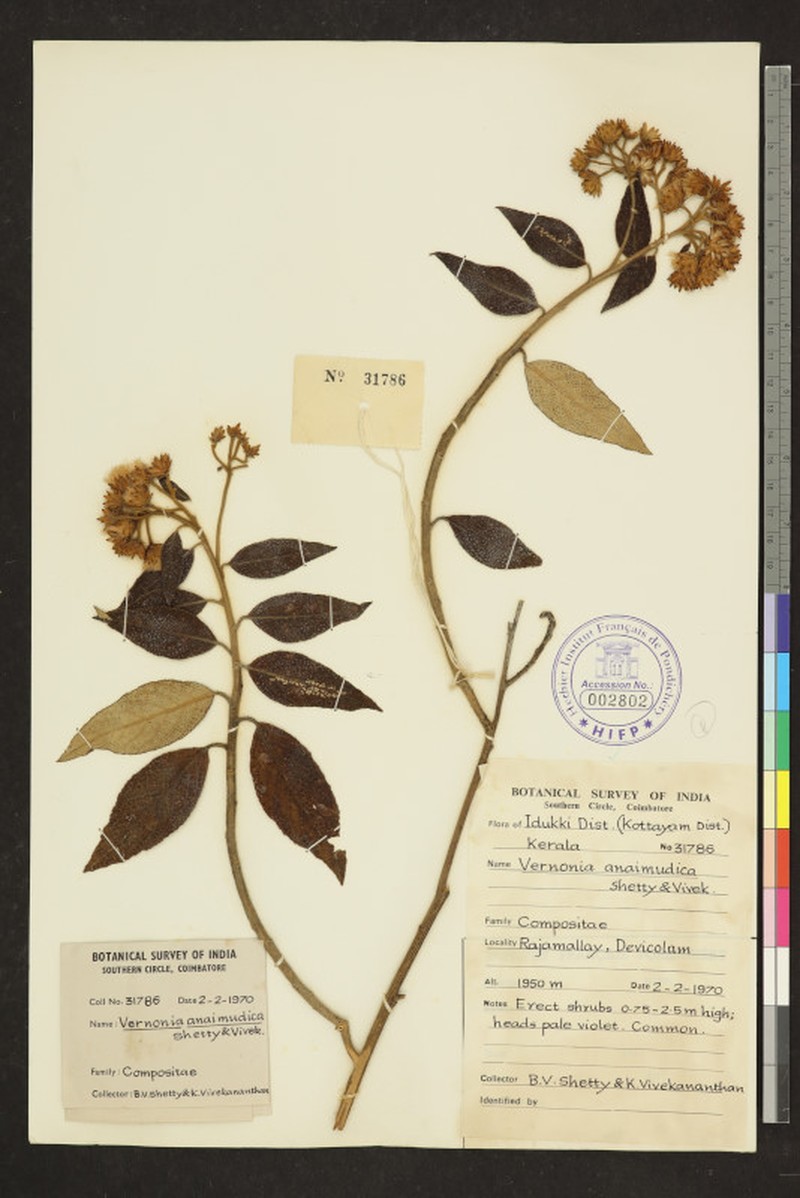 Acilepis anaimudica
