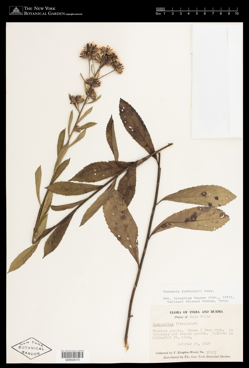 Acilepis aspera