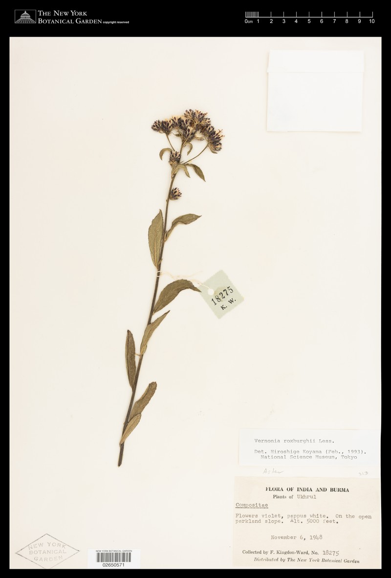 Acilepis aspera photo 2