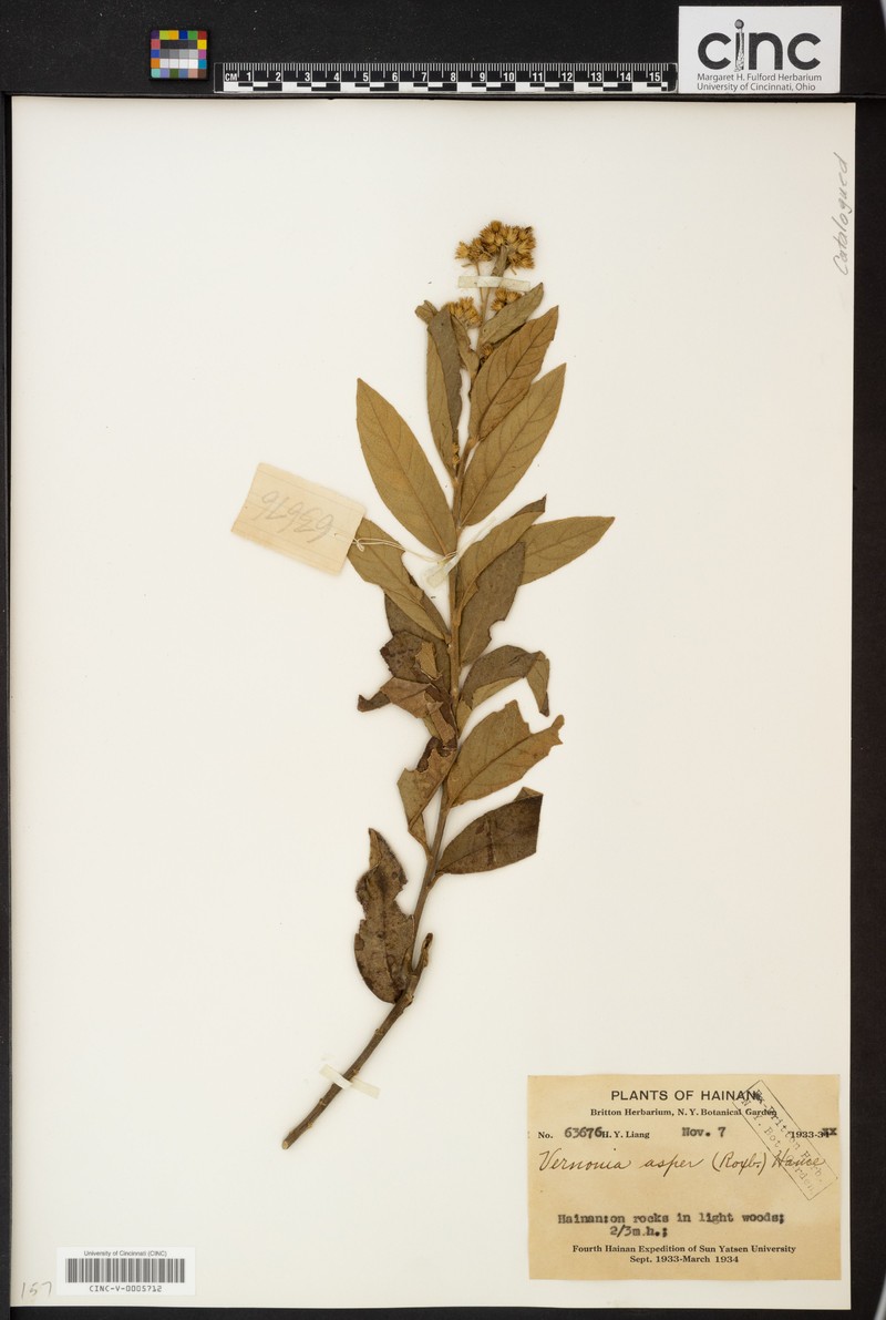 Acilepis aspera photo 3