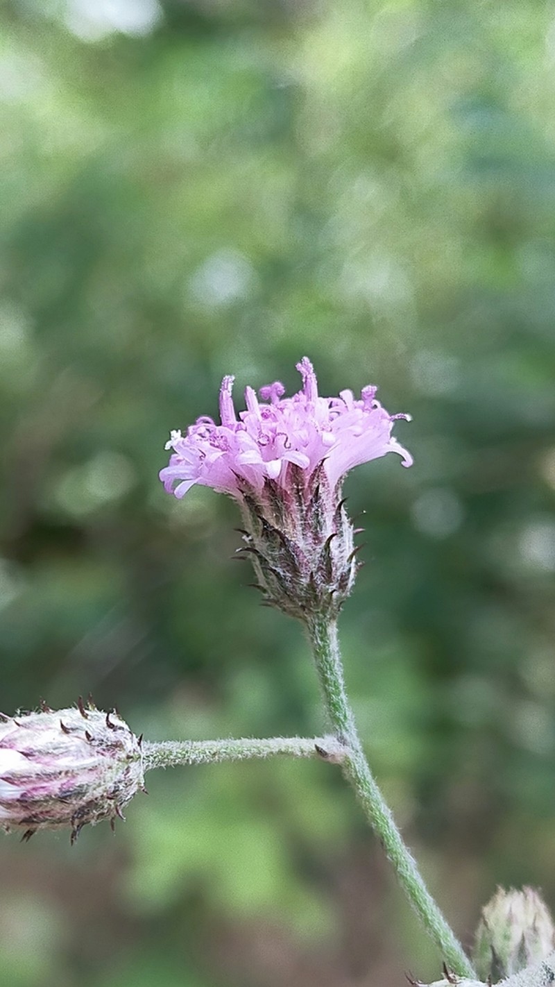 Acilepis attenuata photo 3