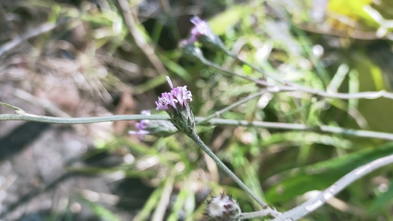 Acilepis attenuata photo 4
